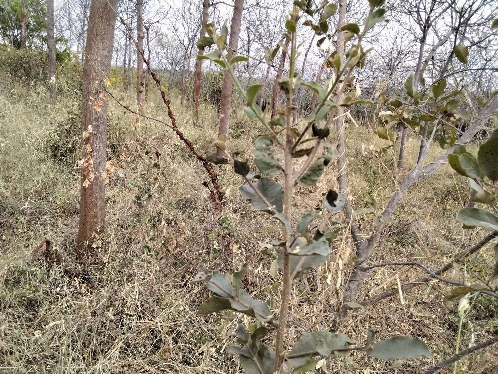 Balanites glabra (Balanites glabra)