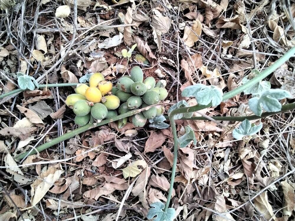 Balanites glabra (Balanites glabra)