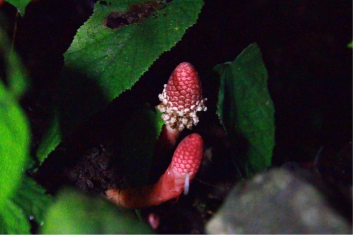 Balanophora polyandra: IUCN Status- Threatened (taxa) Keywords- Botany; Medicinal; Adi; Adi hills; Arunachal Pradesh; Northeast India; Eastern Himalayas