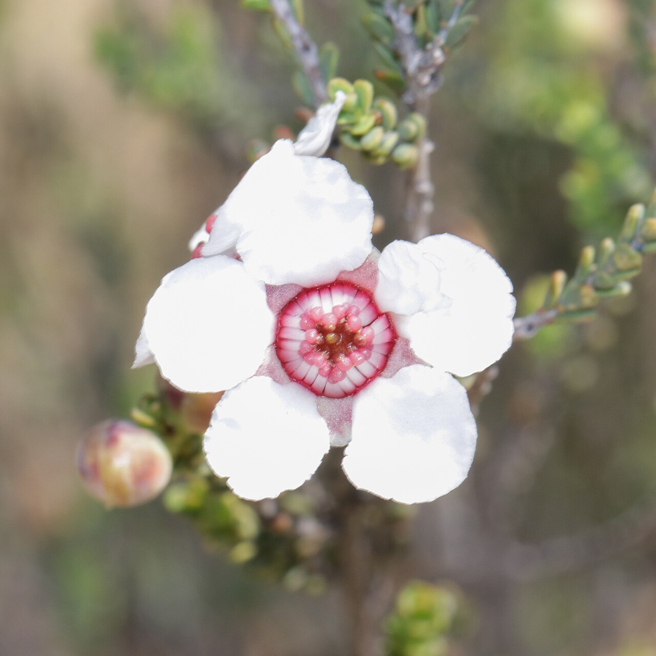 Balaustion mukinbudin: Balaustion mukinbudin. Species of plant.