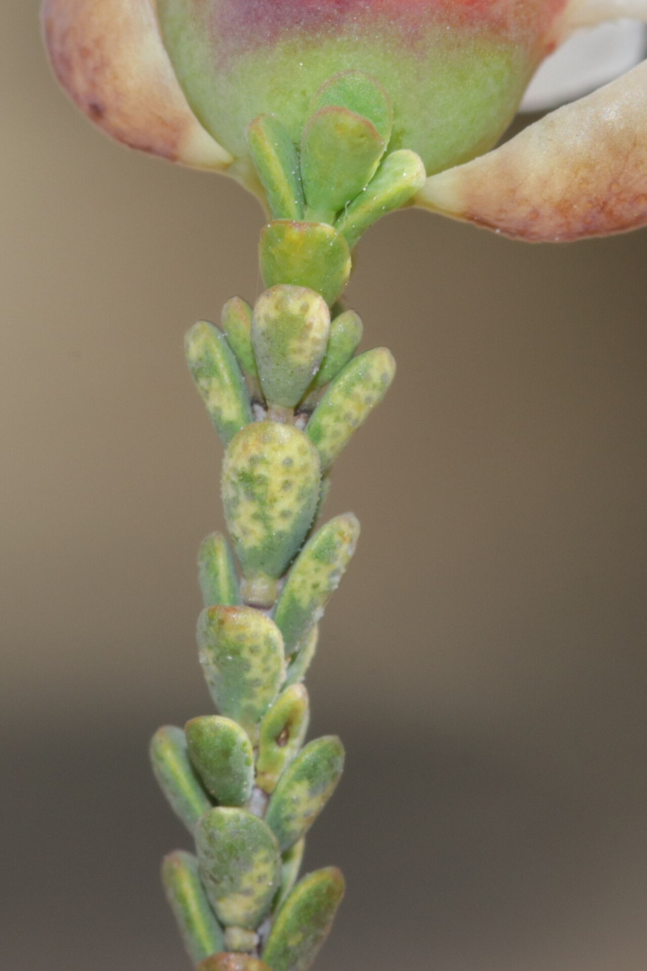 Balaustion mukinbudin: Balaustion mukinbudin in Australia