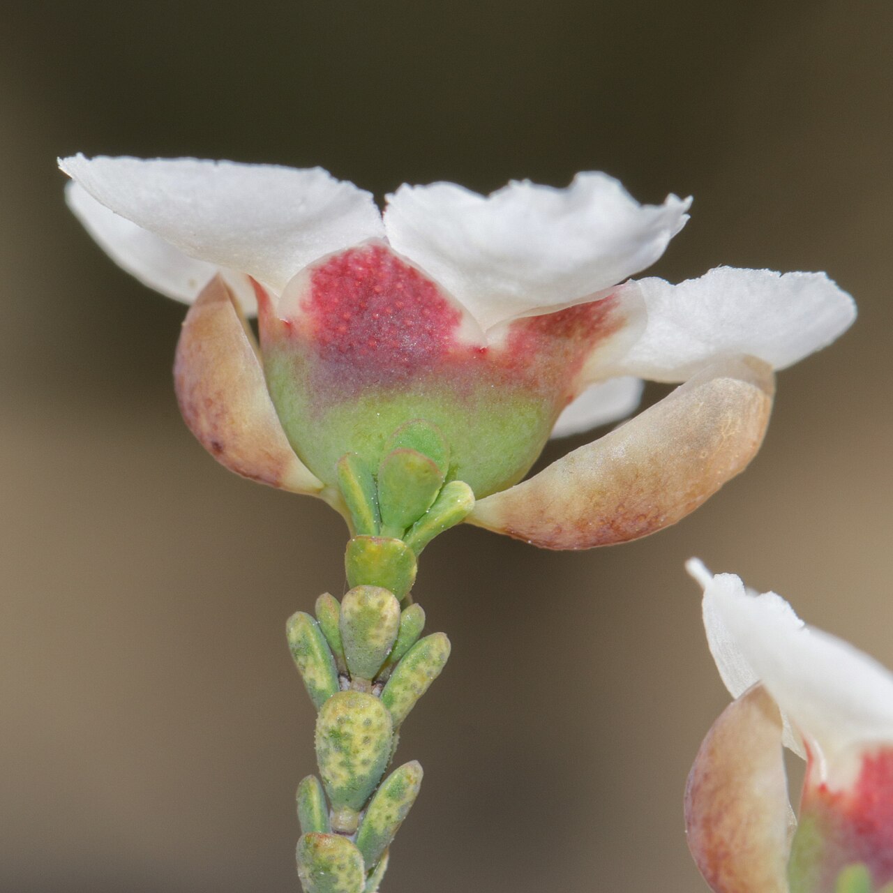 Balaustion mukinbudin: Balaustion mukinbudin in Australia