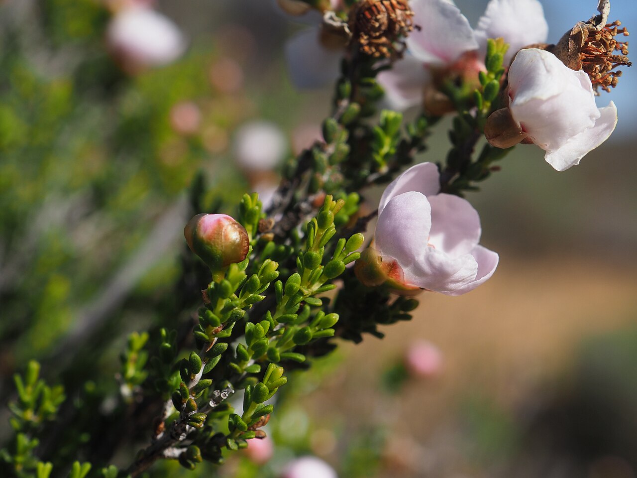Balaustion mukinbudin: Balaustion mukinbudin in Australia