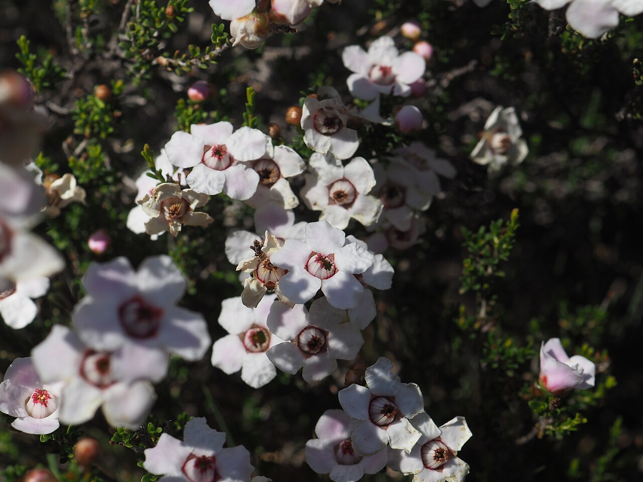 Balaustion mukinbudin: Balaustion mukinbudin in Australia