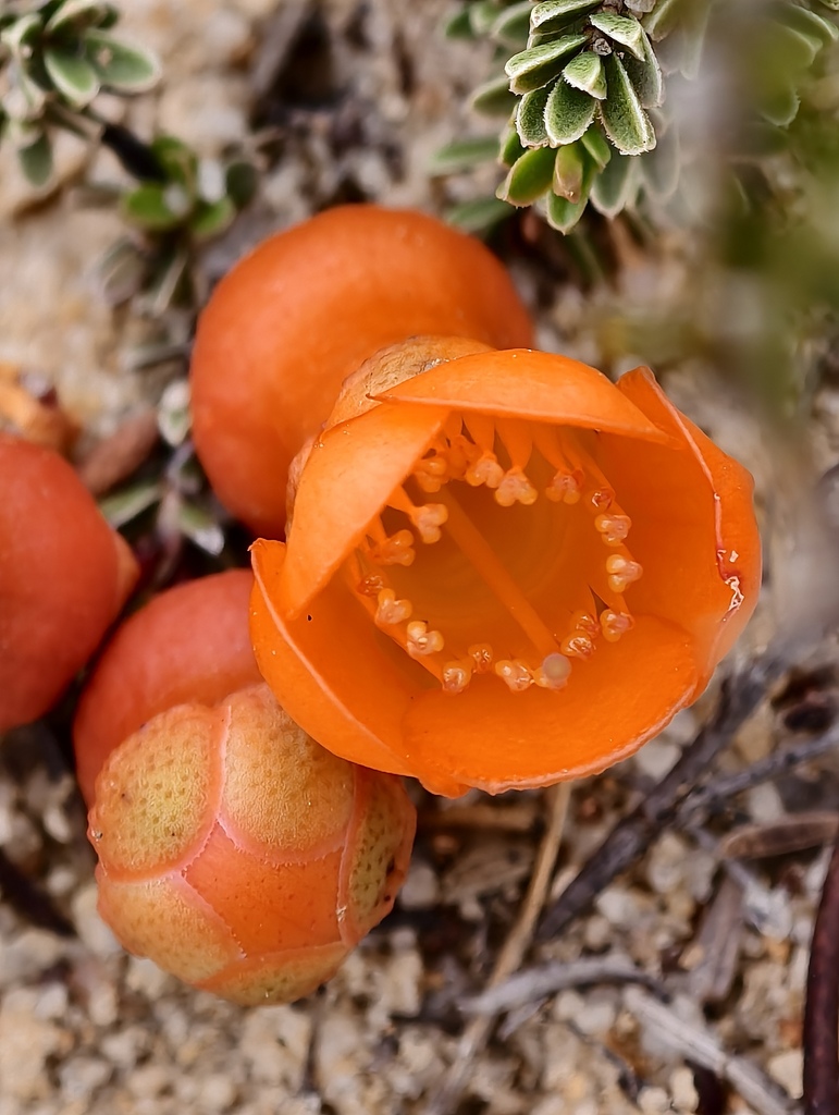 Balaustion pulcherrimum (Balaustion pulcherrimum)