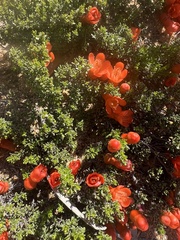 Balaustion pulcherrimum (Balaustion pulcherrimum)