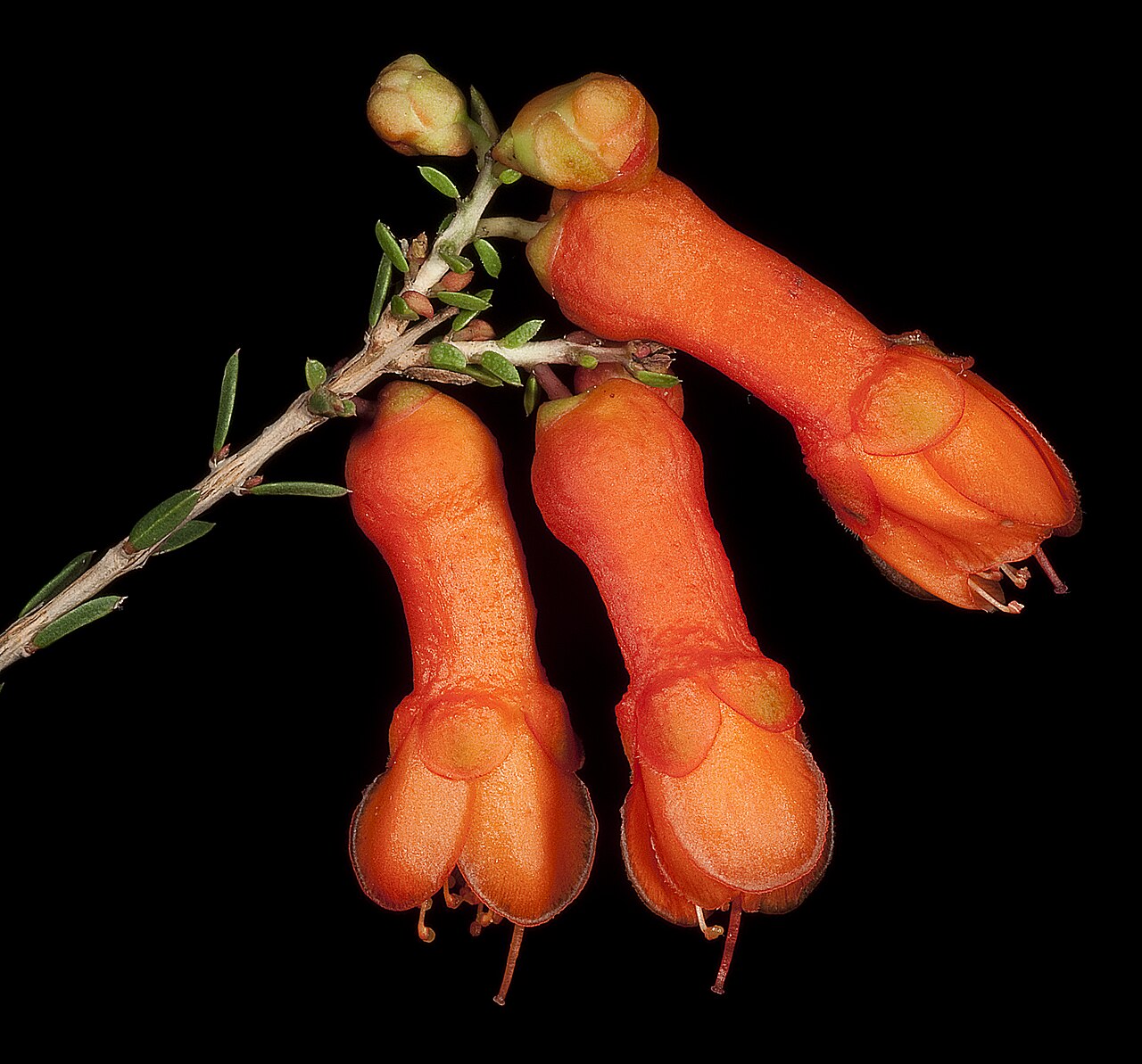 Balaustion pulcherrimum: Balaustion pulcherrimum