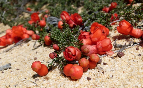 Balaustion pulcherrimum (Balaustion pulcherrimum)