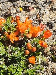 Balaustion pulcherrimum (Balaustion pulcherrimum)