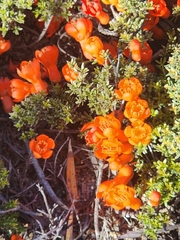 Balaustion pulcherrimum (Balaustion pulcherrimum)