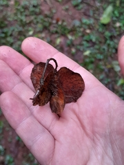 Balfourodendron riedelianum (Balfourodendron riedelianum)