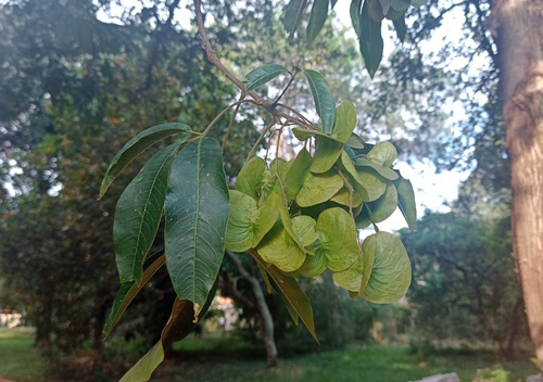 Balfourodendron riedelianum (Balfourodendron riedelianum)