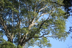 Balfourodendron riedelianum (Balfourodendron riedelianum)