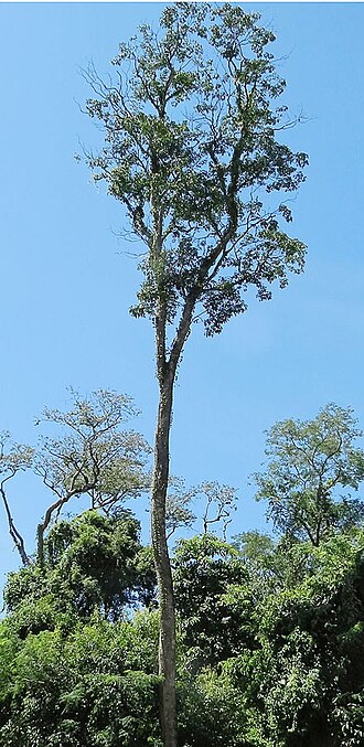 Balfourodendron riedelianum: Guatambu is a tree of the Rutaceae Family, found where Brazil, Argentina and Paraguay come together. Known as Marfim in Brazil and used for lumber although sawd