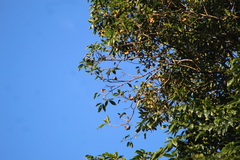 Balfourodendron riedelianum (Balfourodendron riedelianum)