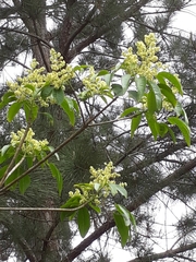 Balfourodendron riedelianum (Balfourodendron riedelianum)