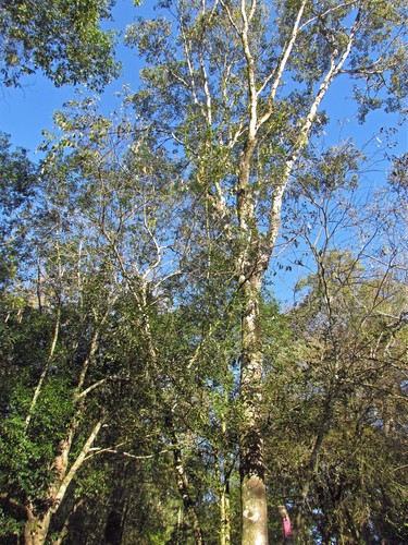 Balfourodendron riedelianum (Balfourodendron riedelianum)