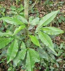 Balfourodendron riedelianum (Balfourodendron riedelianum)