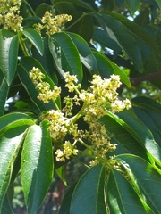 Balfourodendron riedelianum (Balfourodendron riedelianum)