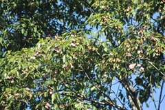 Balfourodendron riedelianum (Balfourodendron riedelianum)