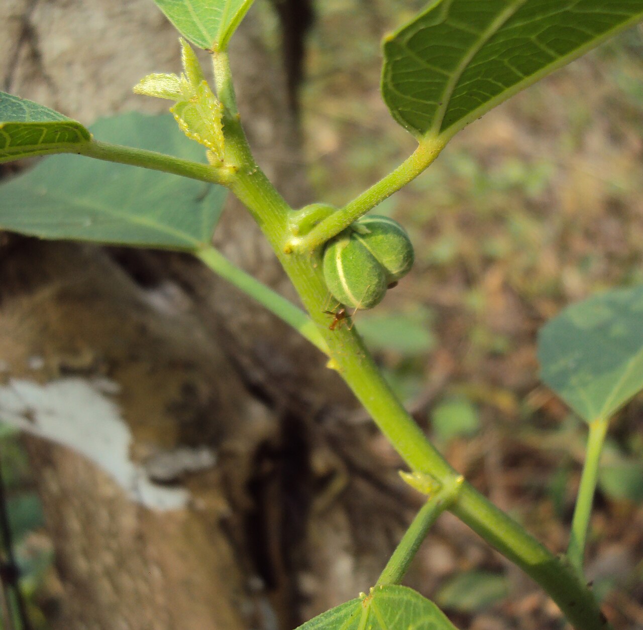 Baliospermum solanifolium: Baliospermum solanifolium