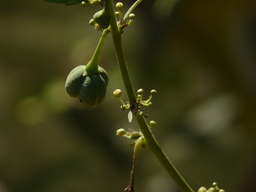 Baliospermum solanifolium (Baliospermum solanifolium)
