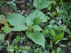 Baliospermum solanifolium (Baliospermum solanifolium)