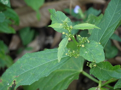 Baliospermum solanifolium (Baliospermum solanifolium)