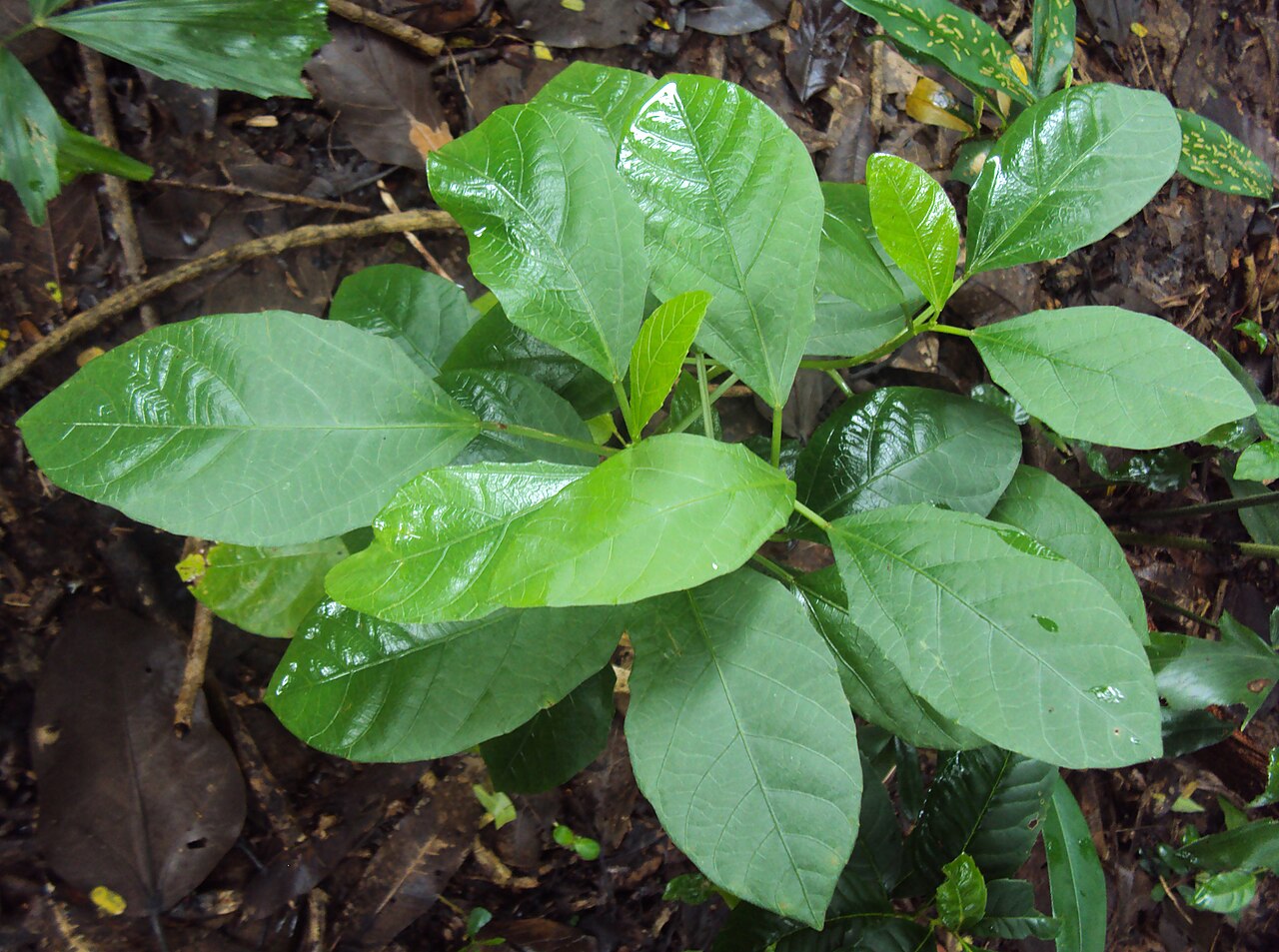 Baliospermum solanifolium: നാഗദന്തി - Baliospermum montanum