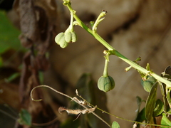 Baliospermum solanifolium (Baliospermum solanifolium)