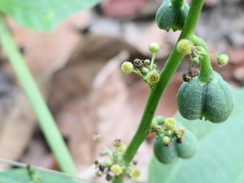 Baliospermum solanifolium (Baliospermum solanifolium)
