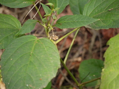 Baliospermum solanifolium (Baliospermum solanifolium)