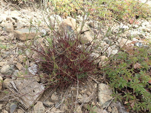 Balkana spergulifolia (Balkana spergulifolia)