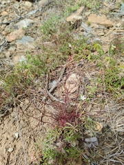 Balkana spergulifolia (Balkana spergulifolia)