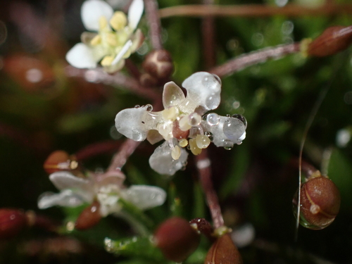 Ballantinia pumilio (Ballantinia pumilio)