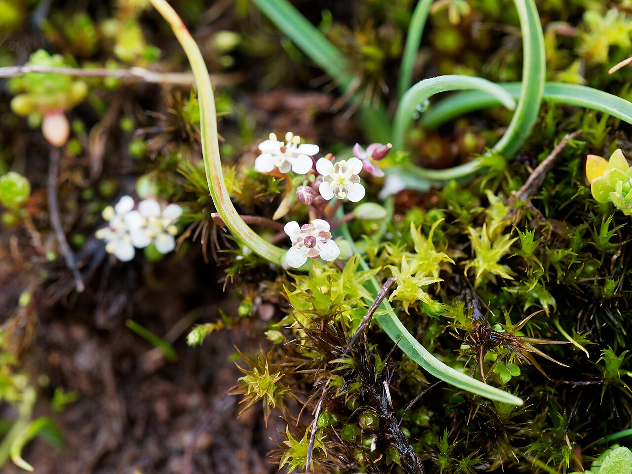 Ballantinia pumilio: Ballantinia antipoda plant with flowers and young fruit