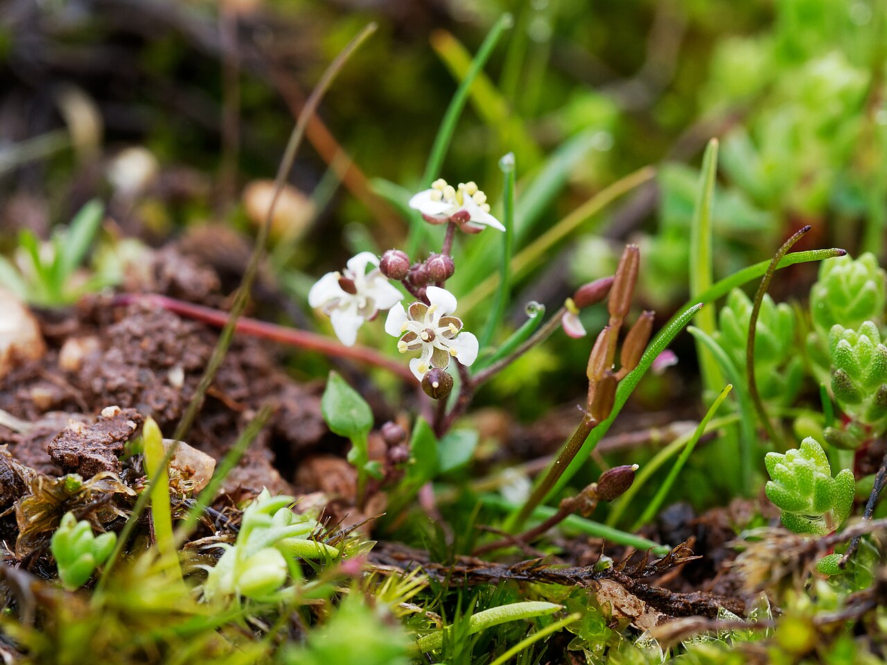 Ballantinia pumilio: Ballantinia antipoda with flowers and young fruit in late August 2024.