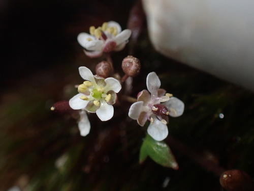 Ballantinia pumilio (Ballantinia pumilio)
