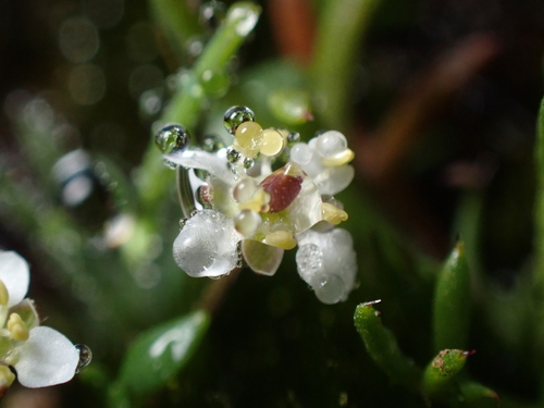 Ballantinia pumilio (Ballantinia pumilio)