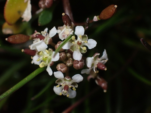 Ballantinia pumilio (Ballantinia pumilio)