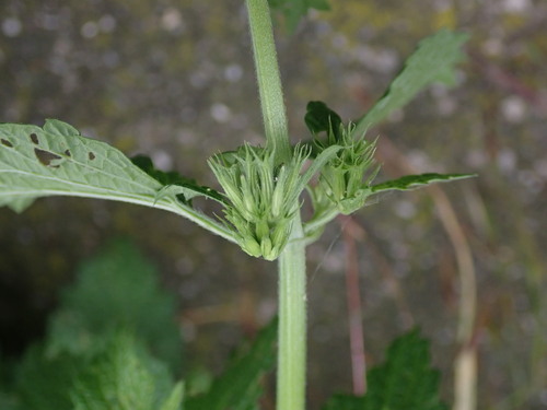 Black horehound (Ballota nigra)