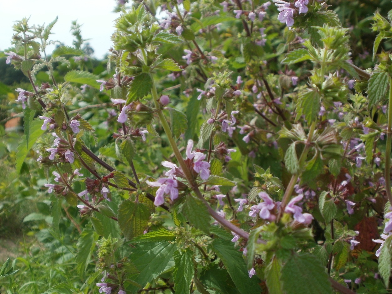 Black horehound: Schwarznessel (Ballota nigra) an den Oftersheimer Dünen