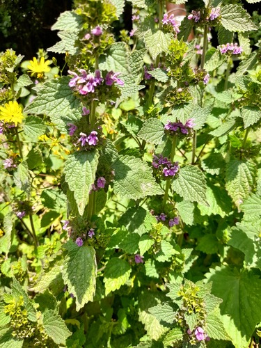 Black horehound (Ballota nigra)