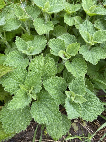Black horehound (Ballota nigra)