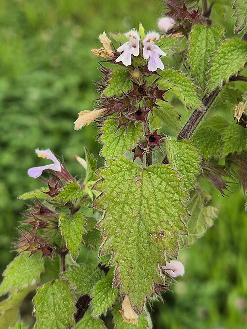 Black horehound: Inflorescence Taxonym: Ballota nigra subsp. nigra ss Fischer et al. EfÖLS 2008 ISBN 978-3-85474-187-9 Location: Obere Saaß SW Schandachen, district Gmünd, Lower