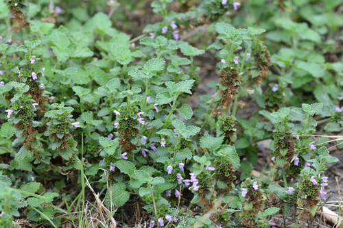 Black horehound (Ballota nigra)