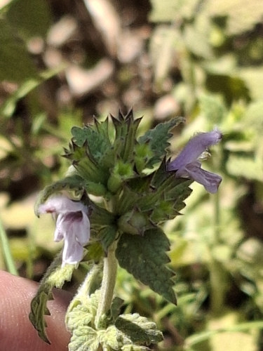 Black horehound