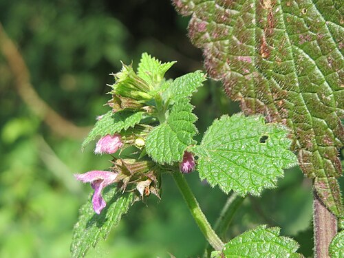 Black horehound: Schwarznessel ( Ballota nigra ) im Hockenheimer Rheinbogen