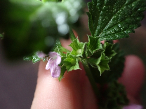 Black horehound (Ballota nigra)