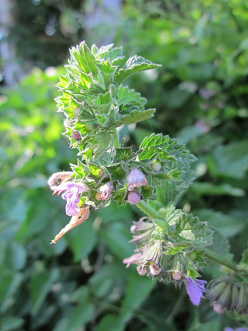Black horehound: Schwarznessel ( Ballota nigra ) im Naturschutzgebiet "St. Arnualer Wiesen"